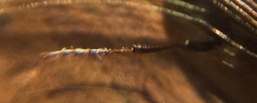 Réf. 354 722 : Nebria brevicollis